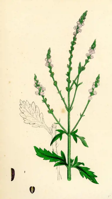 Verbena officinalis; Common Vervain