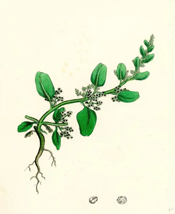 Chenopodium polyspermum, var. genuinum; Many-seeded Goosefoot, var. a.