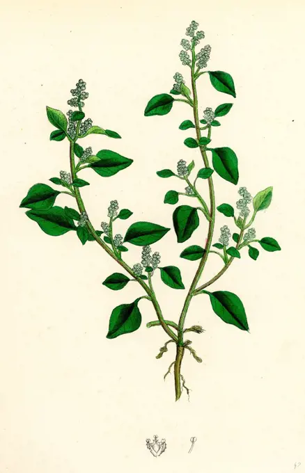 Chenopodium Vulvaria; Stinking Goosefoot