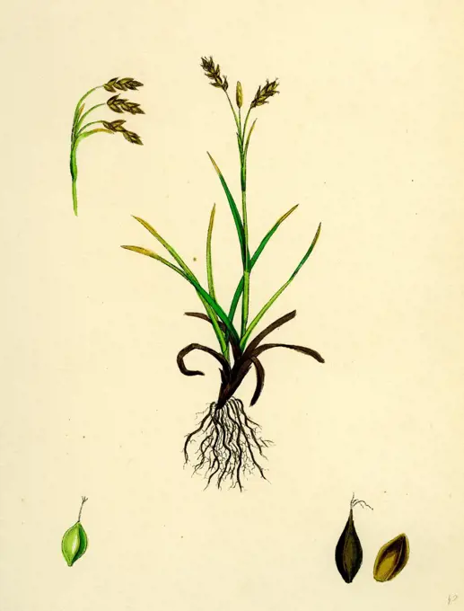 Carex capillaris; Capillary Sedge