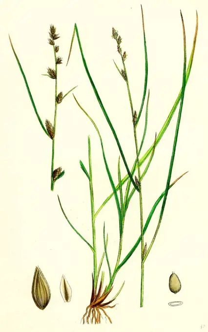 Carex remota; Distant-spiked Sedge