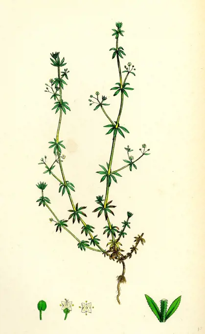 Galium Anglicum; Wall Bedstraw