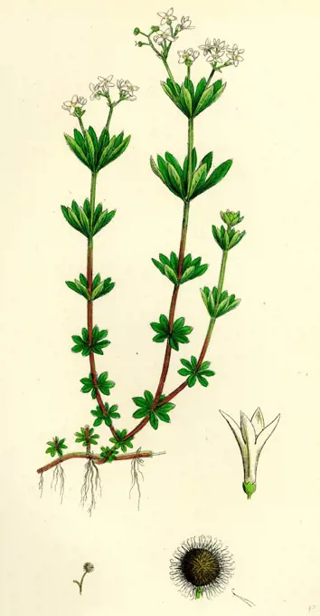 Asperula odorata; Sweet Woodruff