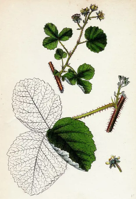 Rubus Leesii; Lees' Raspberry