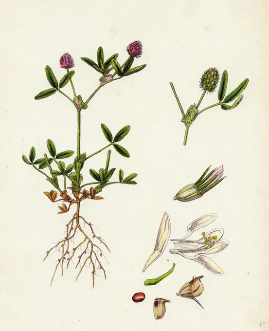 Trifolium strictum; Upright Round-headed Trefoil