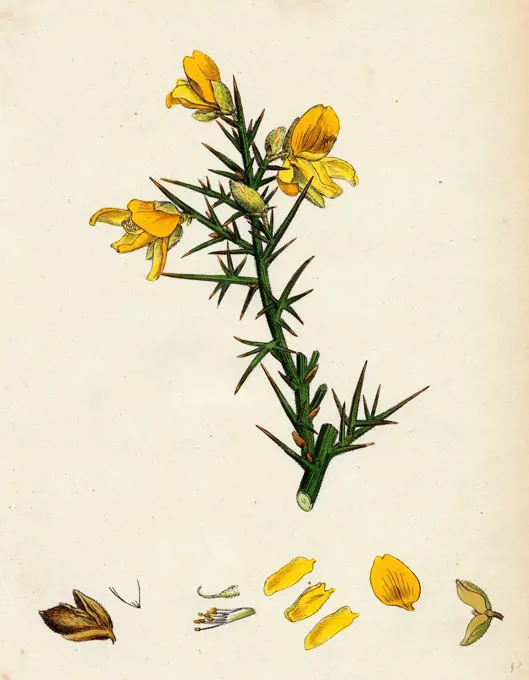 Ulex Europaeus; Common Furze