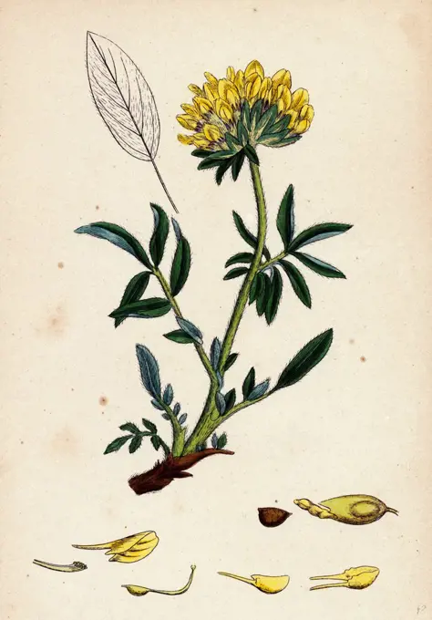 Anthyllis Vulneraria; Common Kidney Vetch