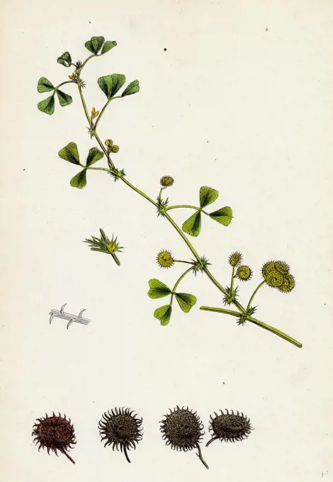 Medicago denticulata; Reticulated Medick