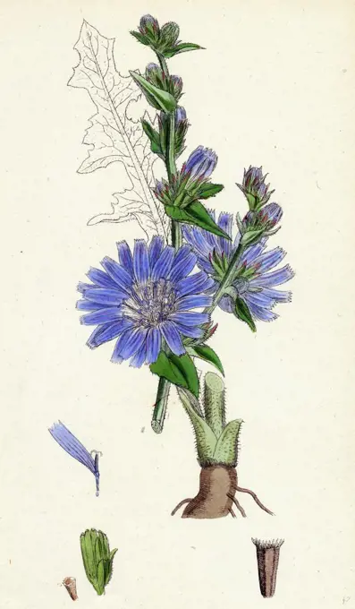 Cichorium Intybus; Wild Succory