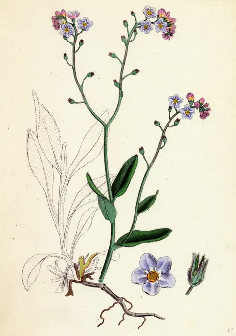 Myosotis sylvatica; Wood Forget-me-not