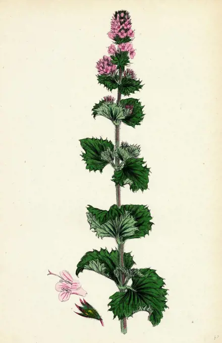 Mentha crispa; Curled Mint