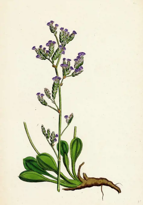 Statice binervosa, var. Dodartii; Lesser Sea-lavender, var. B.