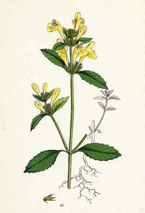 Galeopsis ochroleuca; Downy Hemp-nettle