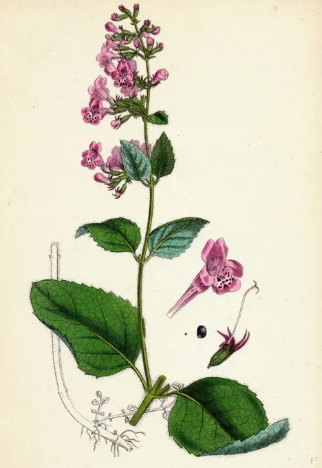 Calamintha sylvatica; Wood Calamint