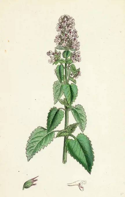 Nepeta Cataria; Cat-mint