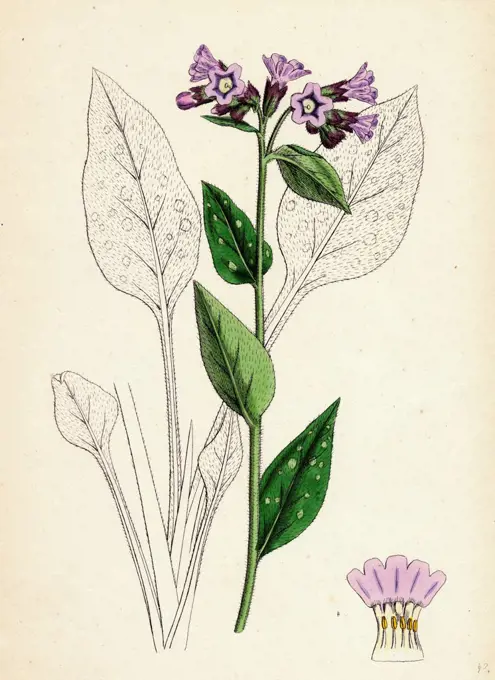 Pulmonaria officinalis; Common Lungwort