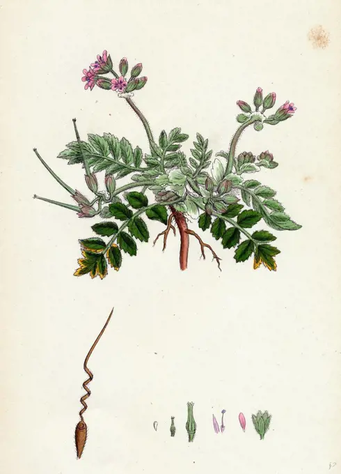 Erodium moschatum; Musk Stork's-bill