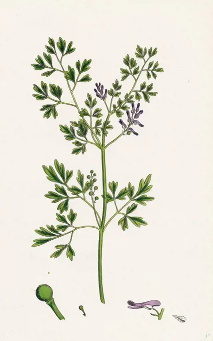 Fumaria muralis; Rampant Fumitory