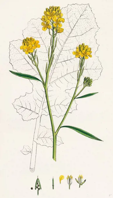 Brassica nigra; Black Mustard