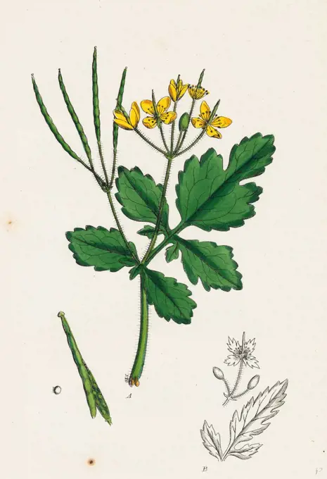 Chelidonium majus; Celandine