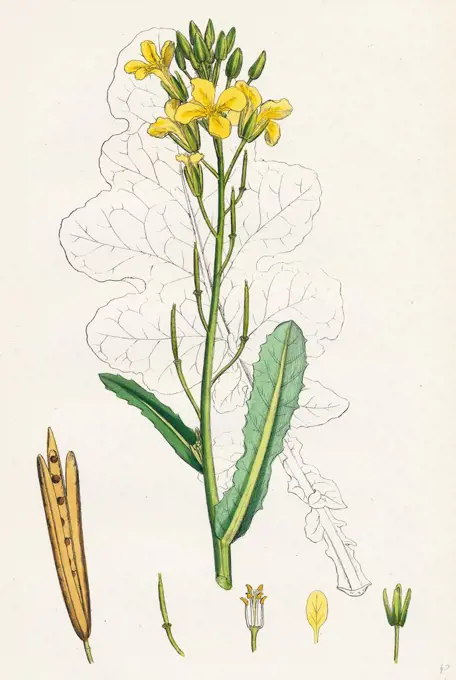 Brassica oleracea; Sea Cabbage