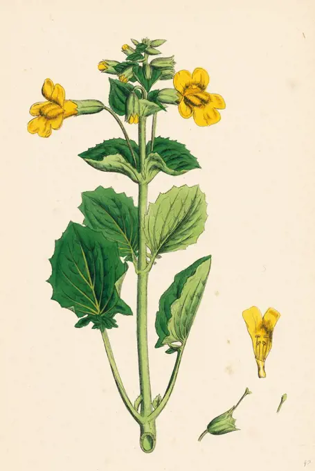 Mimulus luteus; Yellow Monkey-flower