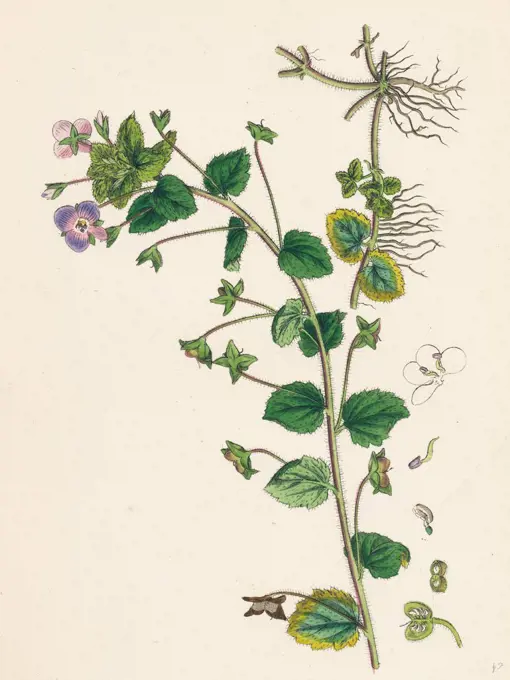 Veronica Buxbaumii; Buxbaum's Speedwell