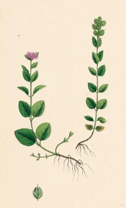 Veronica alpina; Erect Alpine Speedwell