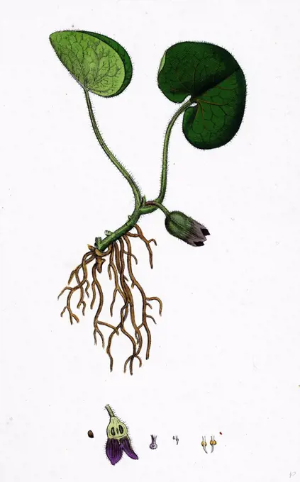 Asarum Europaeum; Asarabacca