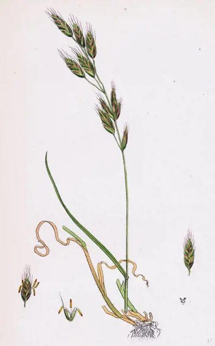 Bromus racemosus; Racemose Brome-grass