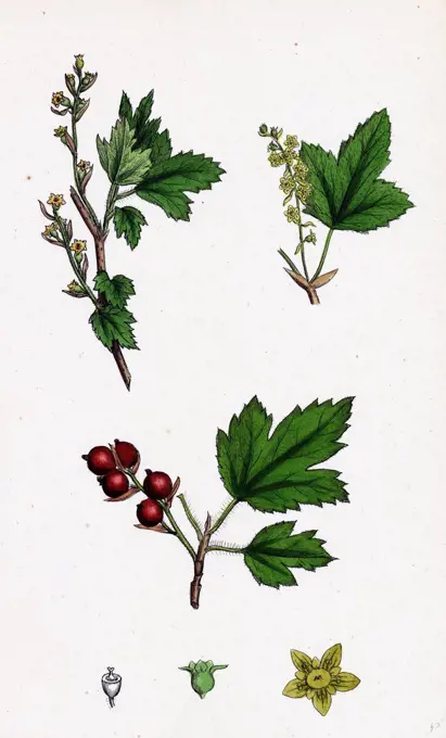 Ribes alpinum; Tasteless Mountain Currant