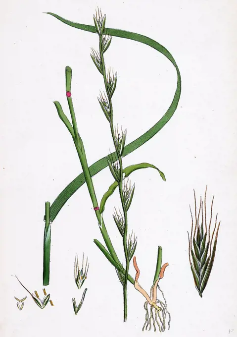 Lolium temulentum, var. genuinum; Common Darnel, var. a.