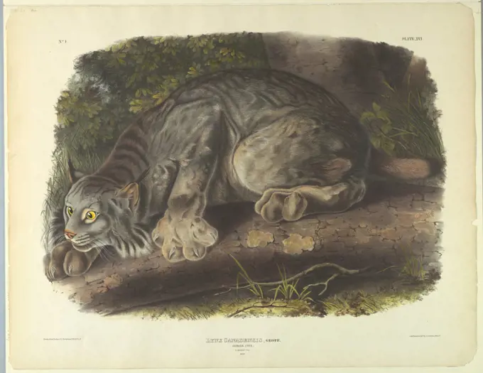 Canada Lynx, John James Audubon, 1780 - 1851, Hand-colored lithograph on wove paper, Philadelphia, USA, USA, ca. 1845, animals, Print, Print