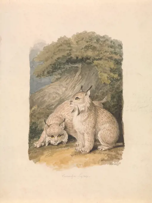 The Canada Lynx from the Life, Samuel Howitt, 1756-1822, British, ca. 1817, Pen and black ink, pen and brown ink, watercolor and graphite on medium, moderately textured, cream wove paper, Sheet: 8 7/8 × 6 3/4 inches (22.5 × 17.1 cm), animal art, lynx