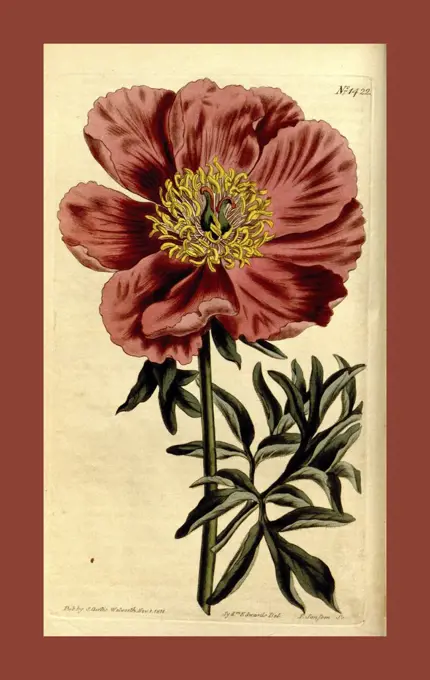 19th century botanical colour  print. Botanical illustration.  Form, colour, and details of the  plant as an art piece. From the  Liszt Masterpieces of Botanical  Illustration Collection.