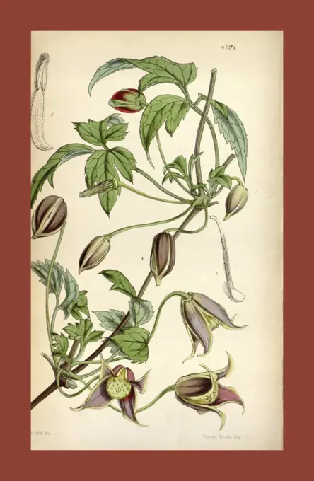 19th century botanical colour  print. Botanical illustration.  Form, colour, and details of the  plant as an art piece. From the  Liszt Masterpieces of Botanical  Illustration Collection.