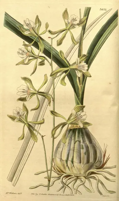 Botanical print by Augusta Innes  Withers (née Baker) (1793-1877),  an English natural history  illustrator or botanical artist.  She was 'Flower Painter in  Ordinary' to Queen Adelaide and  later to Queen Victoria. Augusta  Withers was active as a painter  from before 1827 to 1865,  exhibiting from 1829 till 1846  at the Royal Academy, the  Society of British Artists and  the New Watercolour Society.  From the Liszt Masterpieces of  Botanical Illustration  Collection, 1838