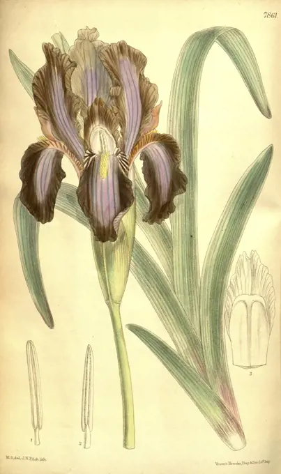 Botanical Print by Walter Hood Fitch 1817 - 1892, W.H. Fitch was an botanical illustrator and artist, born in Glasgow, Scotland, UK, colour lithograph. From the Liszt Masterpieces of Botanical Illustration Collection.