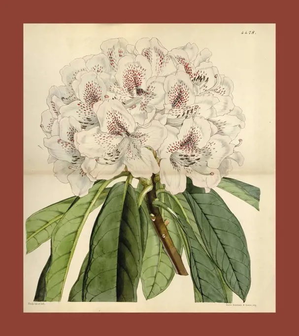 Botanical Print by Walter Hood Fitch 1817 - 1892, W.H. Fitch was an botanical illustrator and artist, born in Glasgow, Scotland, UK, colour lithograph. From the Liszt Masterpieces of Botanical Illustration Collection.