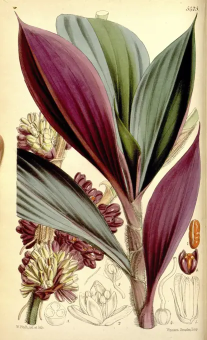 Botanical Print by Walter Hood Fitch 1817 - 1892, W.H. Fitch was an botanical illustrator and artist, born in Glasgow, Scotland, UK, colour lithograph. From the Liszt Masterpieces of Botanical Illustration Collection.