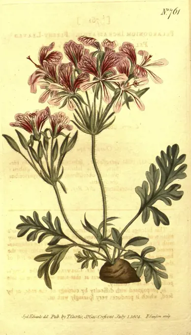 Botanical print by Sydenham Teast Edwards 1768 - 1819, Sydenham Edwards was a natural history illustrator, British, UK, colour lithograph, botanical artist. From the Liszt Masterpieces of Botanical Illustration Collection.