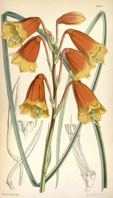 Botanical Print by Walter Hood Fitch 1817 - 1892, W.H. Fitch was an botanical illustrator and artist, born in Glasgow, Scotland, UK, colour lithograph. From the Liszt Masterpieces of Botanical Illustration Collection.