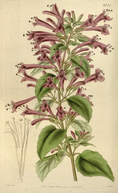 Botanical Print by Walter Hood Fitch 1817 - 1892, W.H. Fitch was an botanical illustrator and artist, born in Glasgow, Scotland, UK, colour lithograph. From the Liszt Masterpieces of Botanical Illustration Collection.