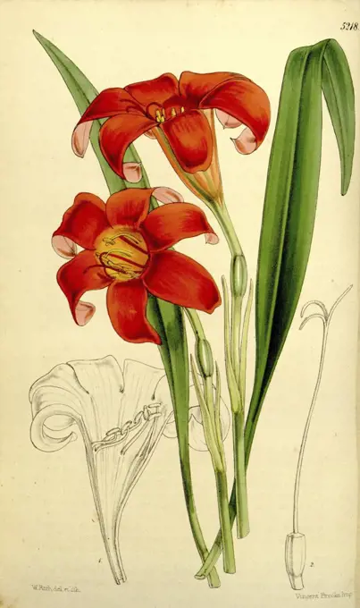 Botanical Print by Walter Hood Fitch 1817 - 1892, W.H. Fitch was an botanical illustrator and artist, born in Glasgow, Scotland, UK, colour lithograph. From the Liszt Masterpieces of Botanical Illustration Collection.