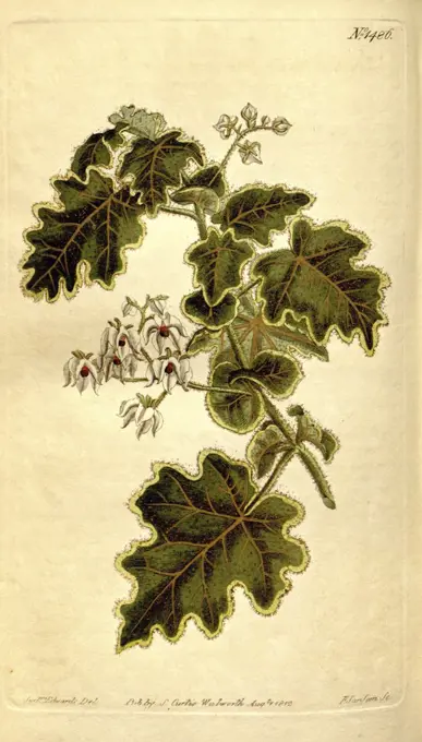 Botanical print by Sydenham Teast Edwards 1768 - 1819, Sydenham Edwards was a natural history illustrator, British, UK, colour lithograph, botanical artist. From the Liszt Masterpieces of Botanical Illustration Collection.