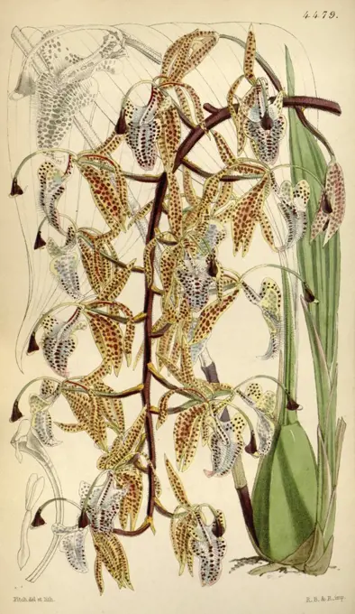 Botanical Print by Walter Hood Fitch 1817 - 1892, W.H. Fitch was an botanical illustrator and artist, born in Glasgow, Scotland, UK, colour lithograph. From the Liszt Masterpieces of Botanical Illustration Collection.