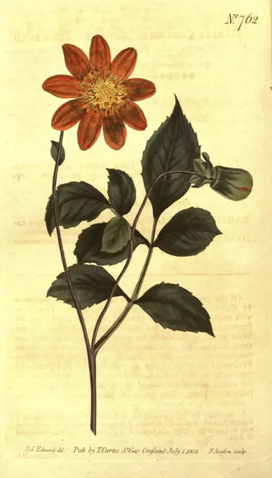 Botanical print by Sydenham Teast Edwards 1768 - 1819, Sydenham Edwards was a natural history illustrator, British, UK, colour lithograph, botanical artist. From the Liszt Masterpieces of Botanical Illustration Collection.