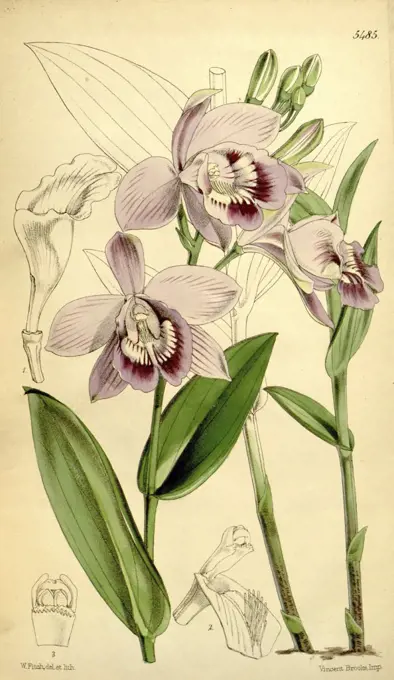 Botanical Print by Walter Hood Fitch 1817 - 1892, W.H. Fitch was an botanical illustrator and artist, born in Glasgow, Scotland, UK, colour lithograph. From the Liszt Masterpieces of Botanical Illustration Collection.