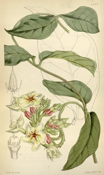 Botanical Print by Walter Hood Fitch 1817 - 1892, W.H. Fitch was an botanical illustrator and artist, born in Glasgow, Scotland, UK, colour lithograph. From the Liszt Masterpieces of Botanical Illustration Collection.