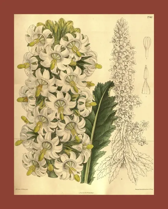 Botanical Print by Walter Hood Fitch 1817 - 1892, W.H. Fitch was an botanical illustrator and artist, born in Glasgow, Scotland, UK, colour lithograph. From the Liszt Masterpieces of Botanical Illustration Collection.